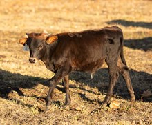 Nessie Bull Calf 2023