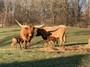 Pretty Lady and SDR Rios Memories with their 2020 calves. 