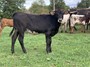 His color change amazed us...seemingly red one week and now a shiny black coat like his Dad. 